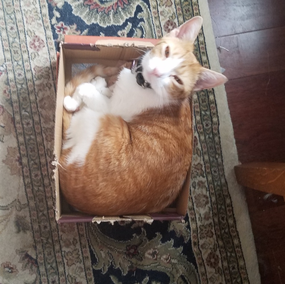 Meet your Posher, Elizabeth